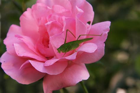 蚱蜢 預兆